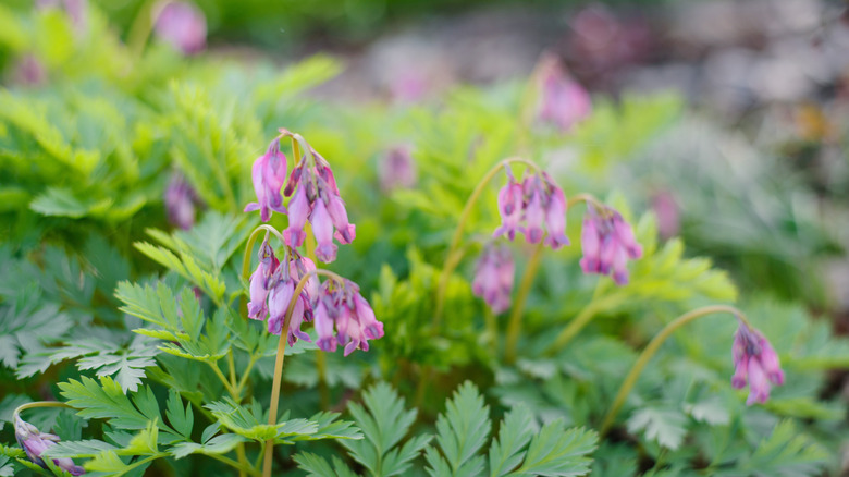 delicate pink flowers of Dicentra eximia Wild bleeding hearts