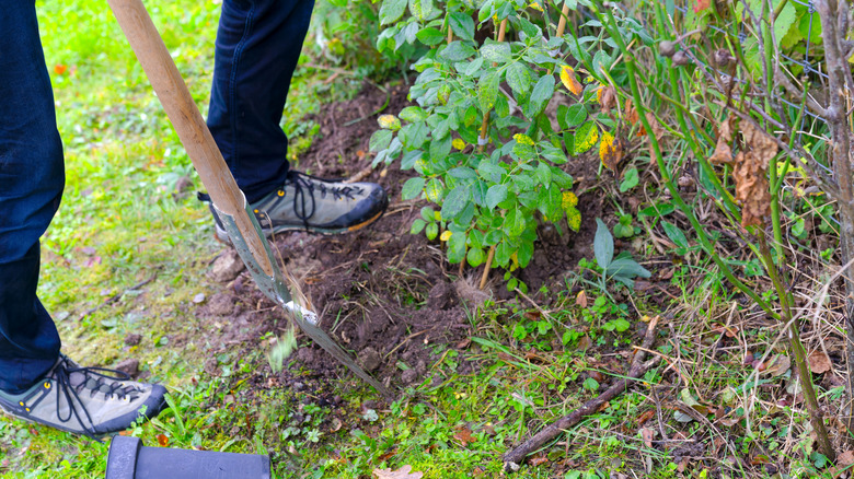 Person with a shovel as they plant in their fall garden