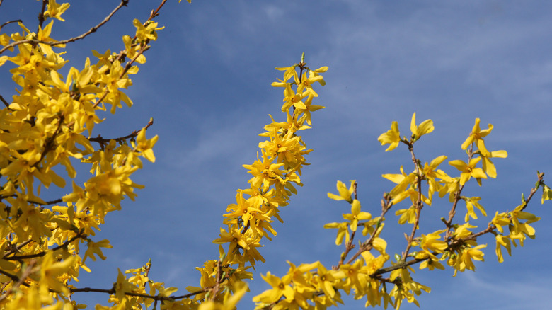 Yellow forsythia flowers against blue sky