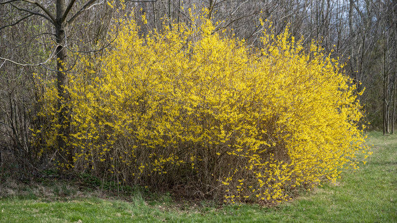 A full forsythia shrub in bloom
