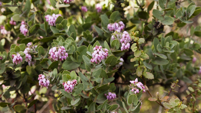 Manzanita shrub in bloom with pinkish flowers.