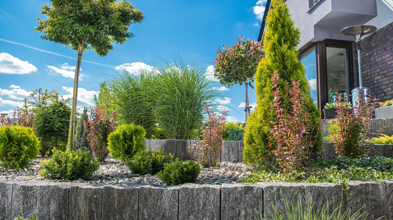 Trees and shrubs in a water-wise landscape