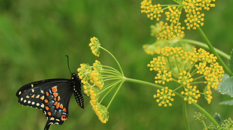 butterfly landing on golden alexander flowers