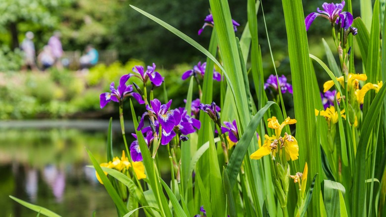 yellow flag and Japanese irises