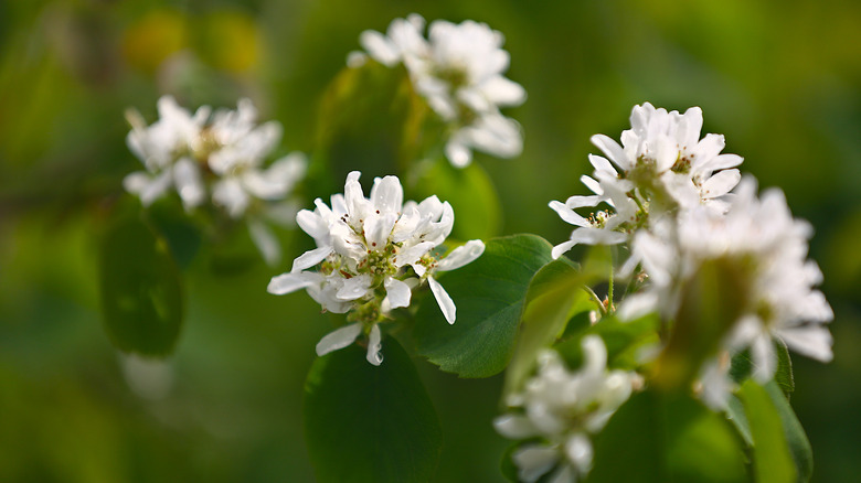 The white blooms of a serviceberry shrub