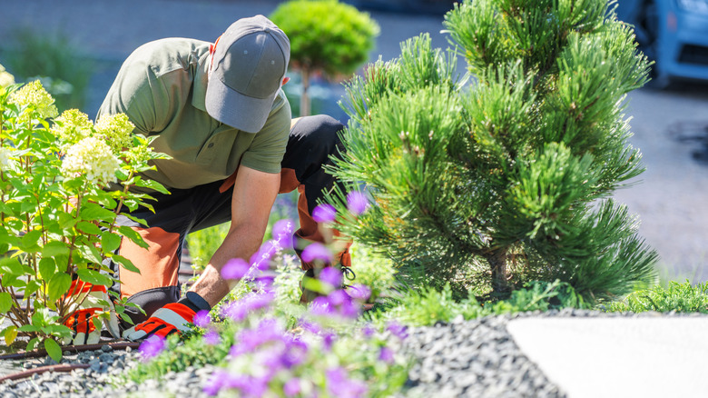 A gardener planting shrubs in a garden with gravel.