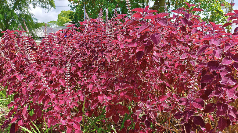 A  Coleus scutellarioides in the sun