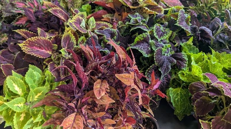 Different coleus varieties close together in pots, with colors ranging from lime green to nearly black