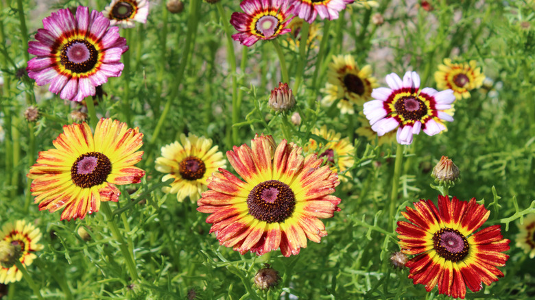 Painted daisy blooms in a flower garden