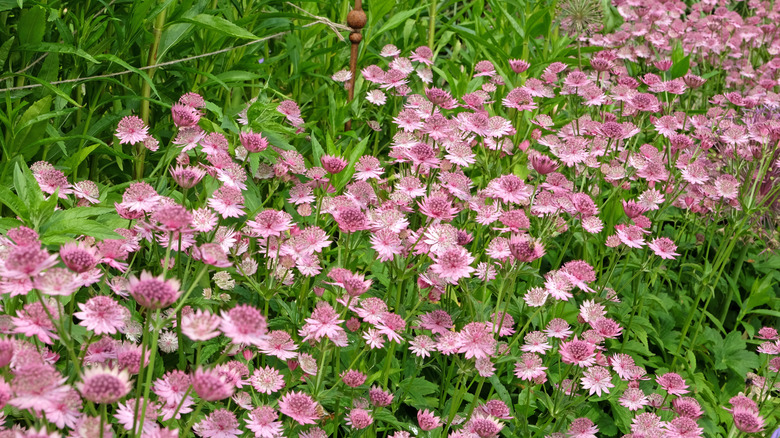 Pink Astrantia flowers in bloom along a garden border.