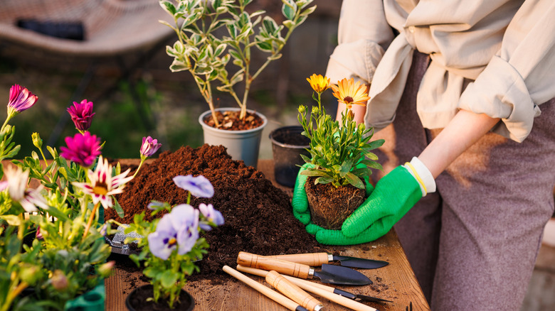 A woman gets ready to plant various flowers in the garden.