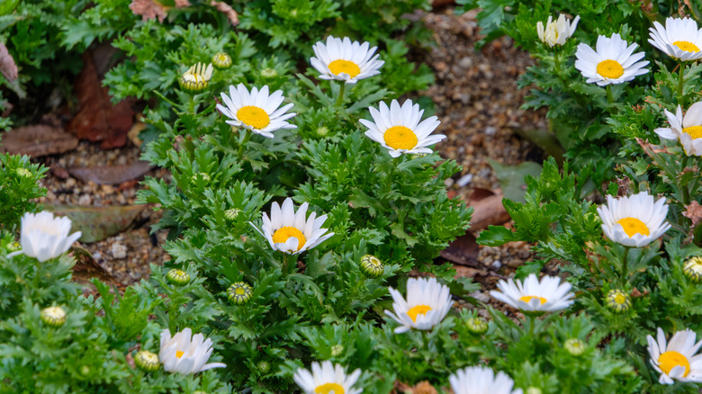 A cluster of white daisies with bright yellow centers blooming in a garden.