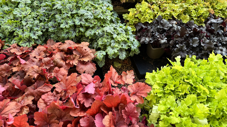 Multiple varieties of coral bells in different colors
