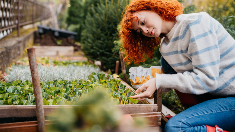 Person planting items in garden bed