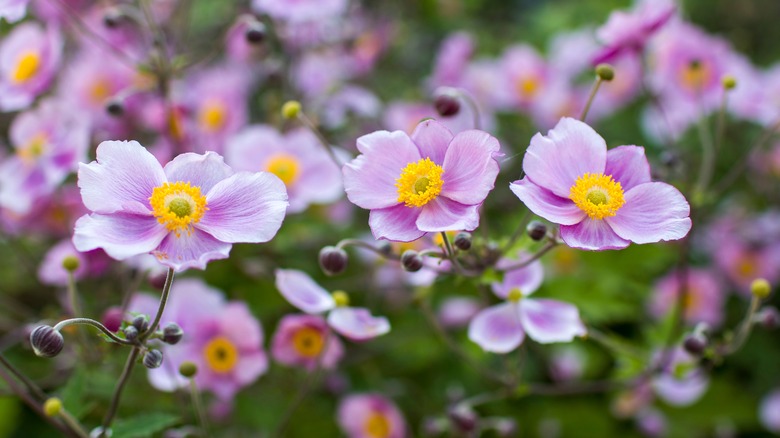Close up view of Japanese anemone blossoms