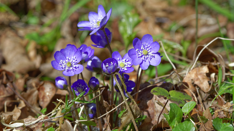 Liverwort blooms in woodland setting