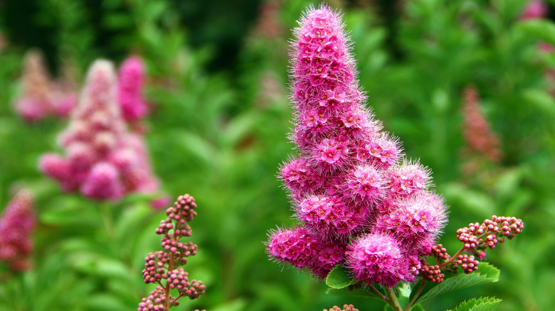 Close-up shot of rose spirea flowerheads with clusters of small pink flowers