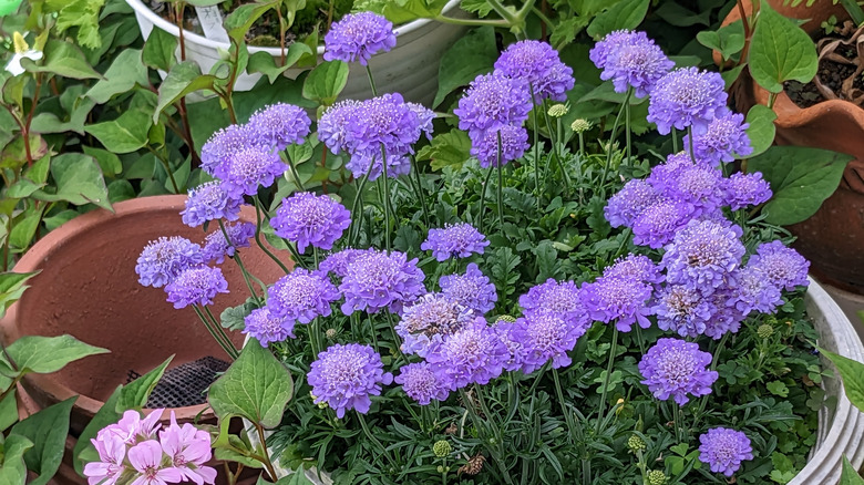 Purple scabiosa flowers growing in container.