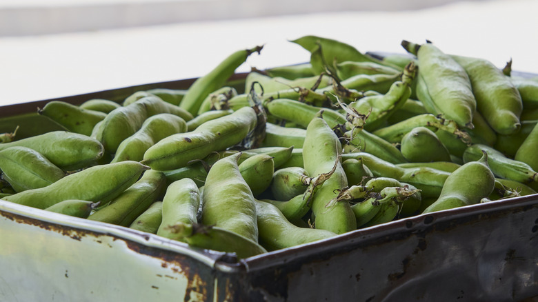 fava bean pods in metal container