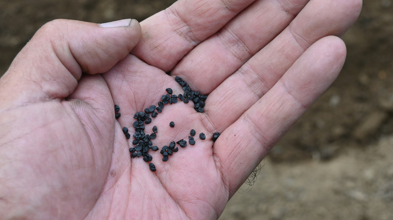 Hand holding onion seeds