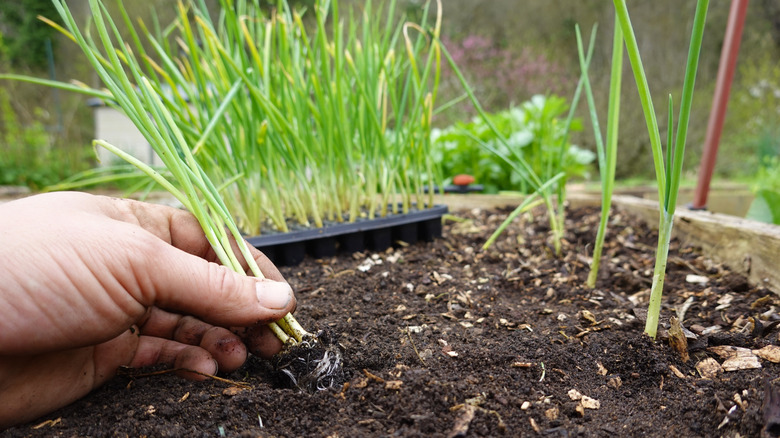 Someone transplanting onion seedlings into garden