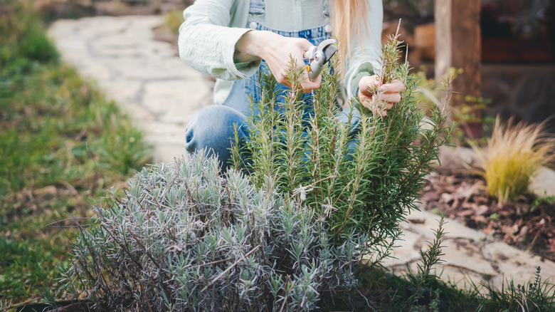 A gardener uses shears to prune an upright rosemary shrub planted in the garden next to a sage shrub.