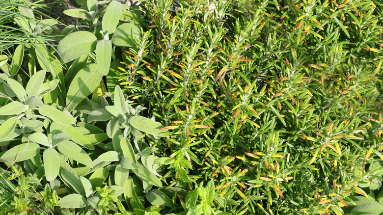 Sage and rosemary growing next to each other in a crowded garden bed.