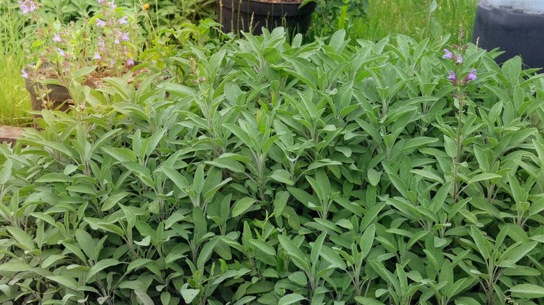 A large mound of sage growing in a garden.