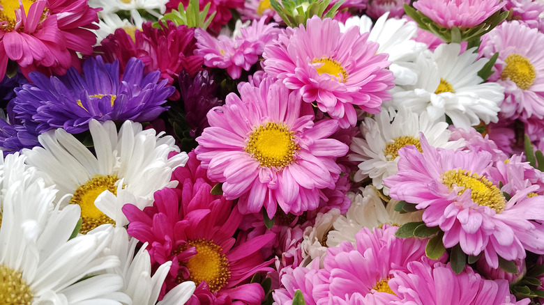 Multicolored China aster flowers in a bunch.