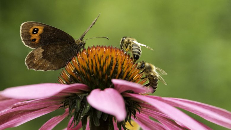 a butterfly and two bees sitting on a flower