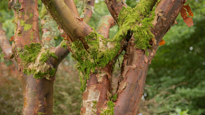 Paperbark maple trunks with mosses