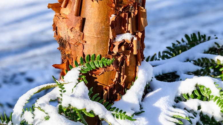 Closeup paperbark maple snow