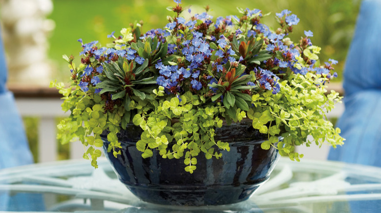 Goldilocks creeping jenny growing in a container with other flowers