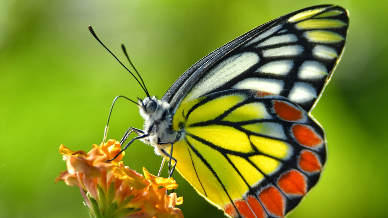 Closeup of a butterfly on a flower