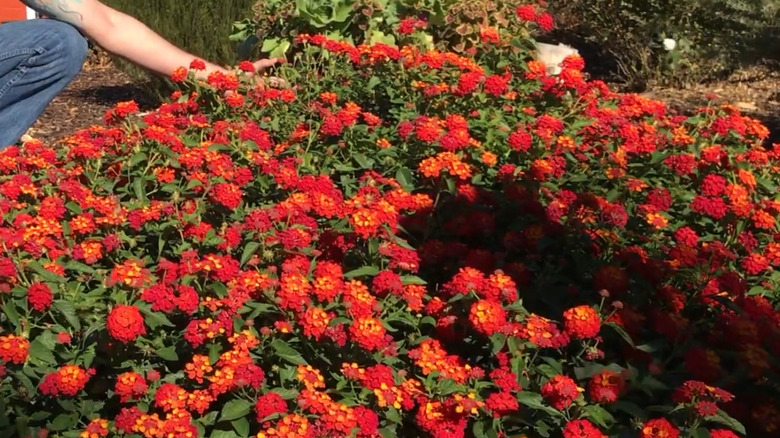 Person showing off a bed of Lantana camara 'Balluced' flowers