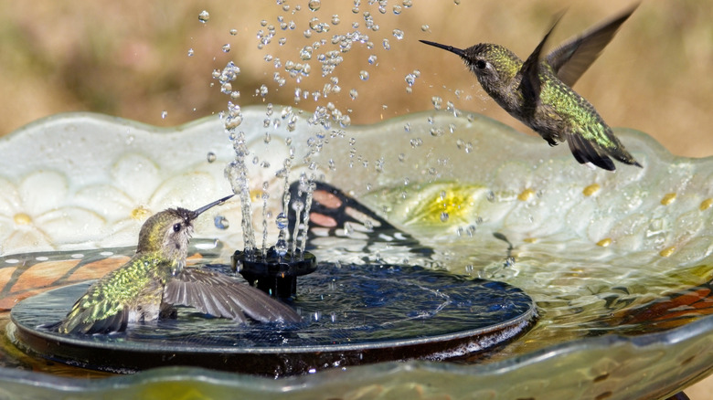 Hummingbirds enjoying a water fountain