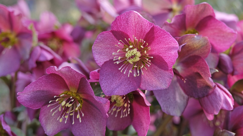 Close up of pink Lenten roses or hellebores