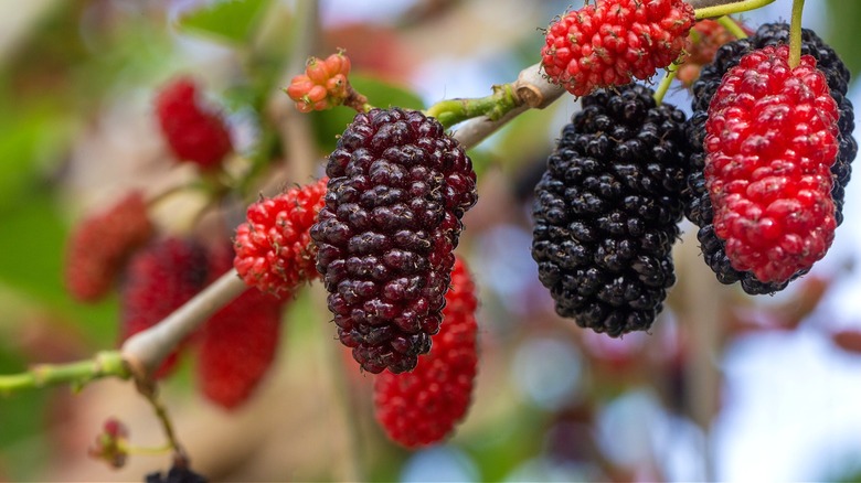 Close-up on branches of ripening mulberry fruit with raindrops