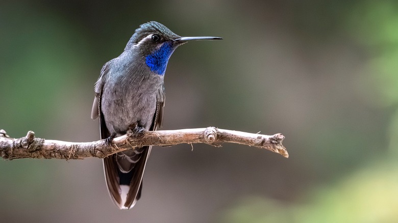 A blue-throated hummingbird rests on a branch