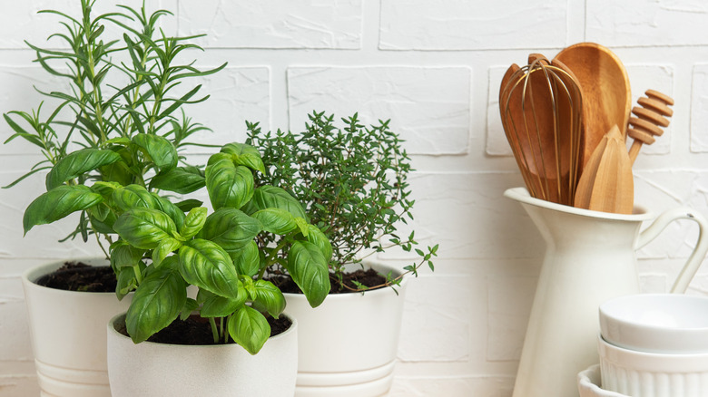 potted herbs in a white kitchen with cooking utensils