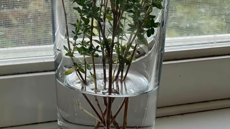 Thyme cuttings being propagated in water on a windowsill
