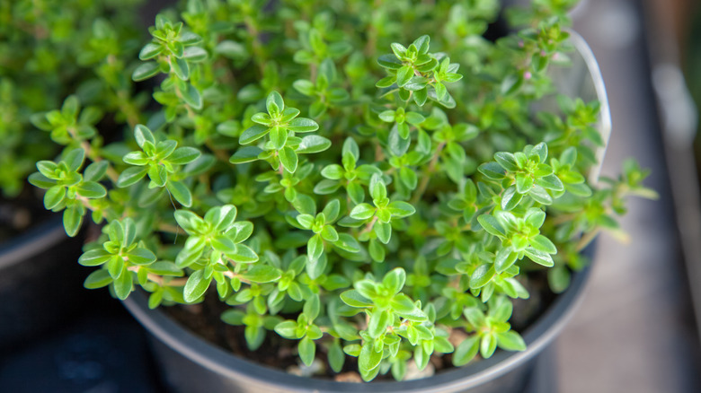 Closeup of healthy growth on a young thyme plant