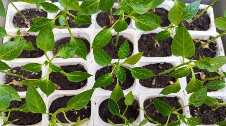 Pepper seedlings grow in trays.