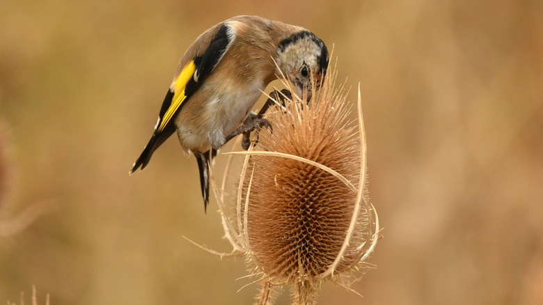 Female goldfinch snacking on thistle seeds