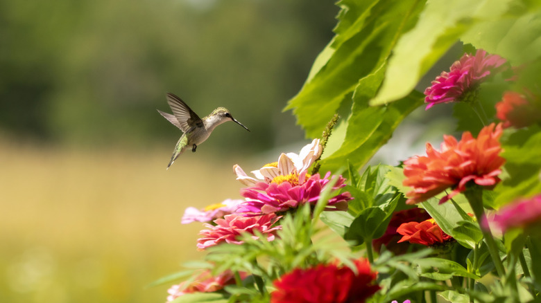 A hummingbird flies toward a garden with a collection of different red and pink flowers