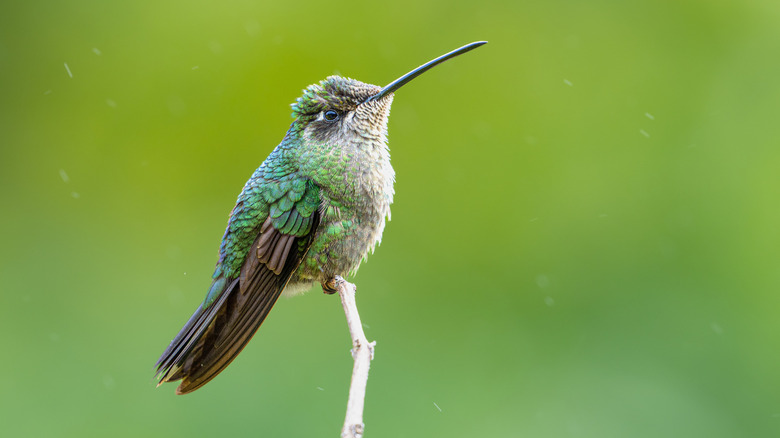 A hummingbird is perched on top of a stick, in front of a green backdrop