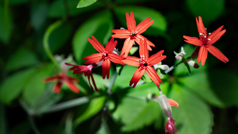 A number of bright red blooms are visible as scarlet catchflies rise out from foliage in the background