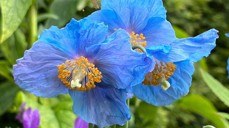 A group of Meconopsis or Himalayan Blue Poppy blooms