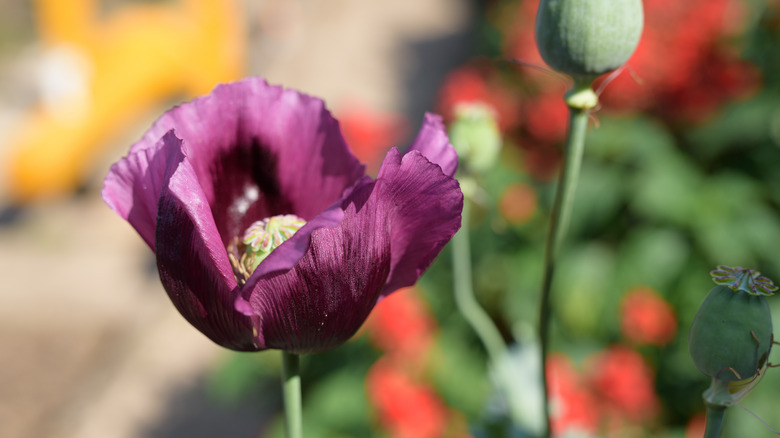 A breadseed poppy with a deep purple flower and some green seed heads.