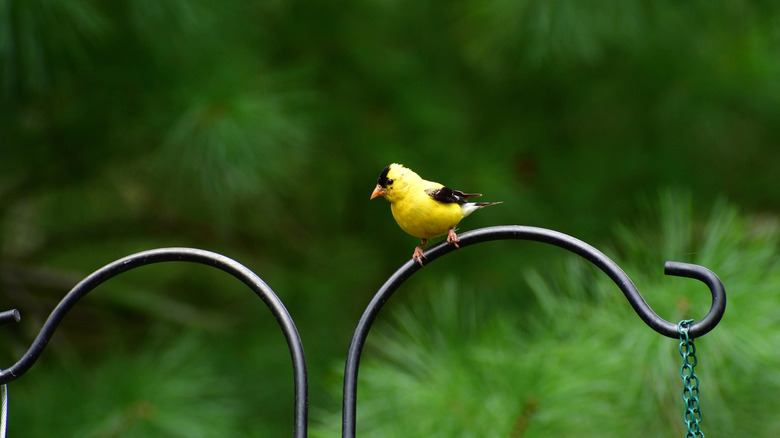 An American goldfinch perches on a black iron railing for hanging planter baskets in a garden.